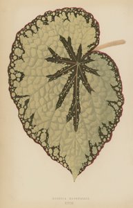 Begonia Marshallii - English School